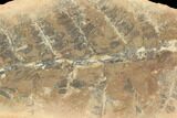 Fossil Fern (Pecopteris) - Mazon Creek #121055-1